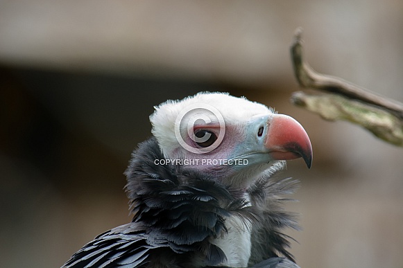 White-headed vulture Portrait White-headed vulture Portrait