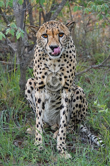 Cheetah portrait in South Africa Cheetah portrait in South Africa