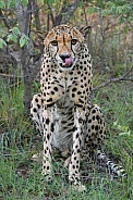 Cheetah portrait in South Africa