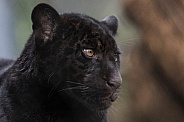 Black jaguar cub