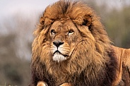 African Lion Close Up Face Shot