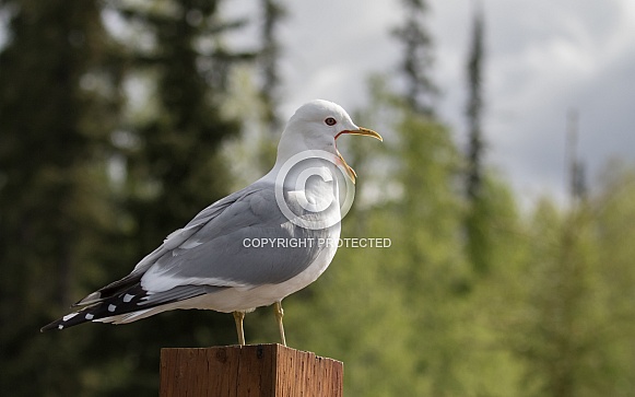 Common Mew Gull Yawning