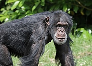 Chimpanzee