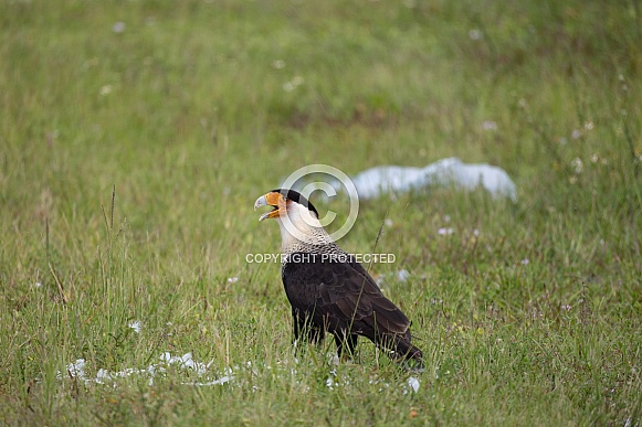 Crested Caracara bird with egret dinner Crested Caracara bird with egret dinner
