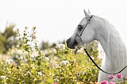 Arabian Horse--Looking For Love