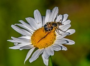Bee-mimic Beetle
