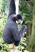 Yellow-cheeked gibbon (Nomascus gabriellae)