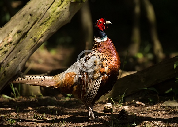 Common Pheasant Cock Common Pheasant Cock