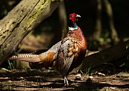 Common Pheasant Cock