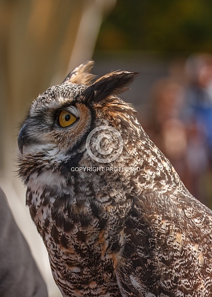 Great Horned Owl - Bubo virginianus