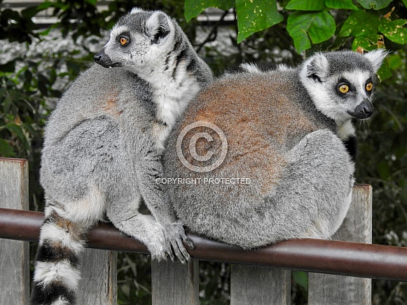 Ring-tailed Lemurs