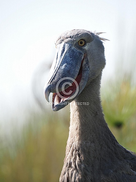 Shoebill