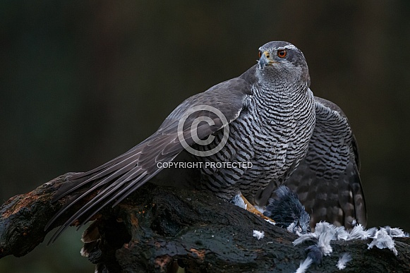 The northern goshawk