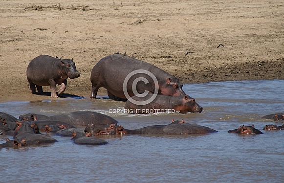 Hippos