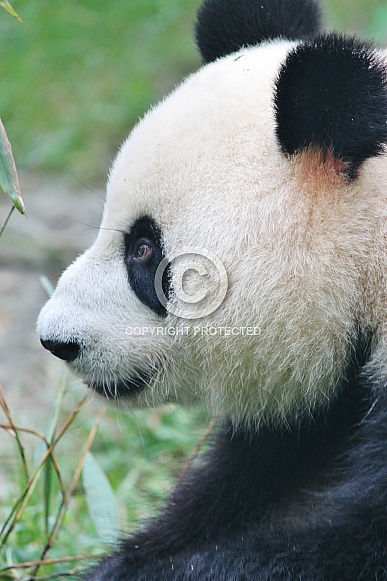 Giant Panda Giant Panda