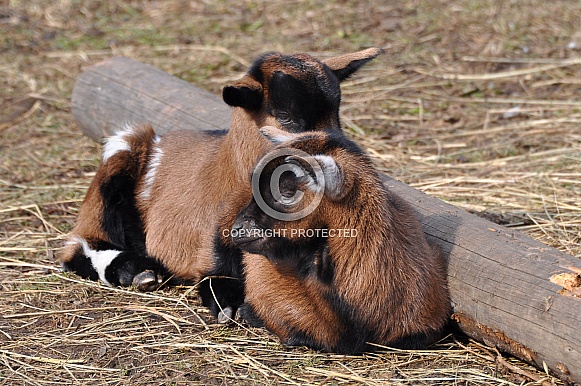 Goat Goat