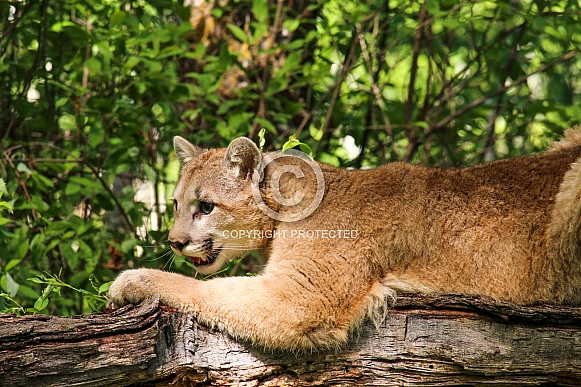 Mountain Lion (cougar)