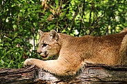Mountain Lion (cougar)