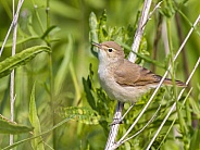 Booted warbler