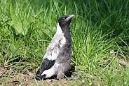 Magpie Chick