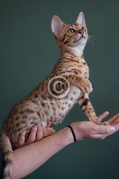 Savannah Cat Savannah Cat