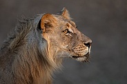 Side profile of a young male lion