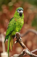 Hahn's Dwarf Macaw