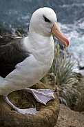 Black-browed Albatross - Falkland Islands