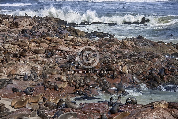 Seal Colony - Skeleton Coast - Namibia