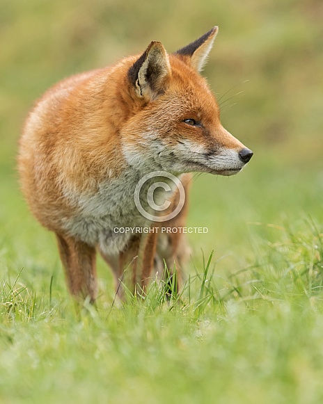 Red Fox