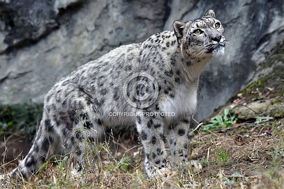 Snow Leopard Snow Leopard