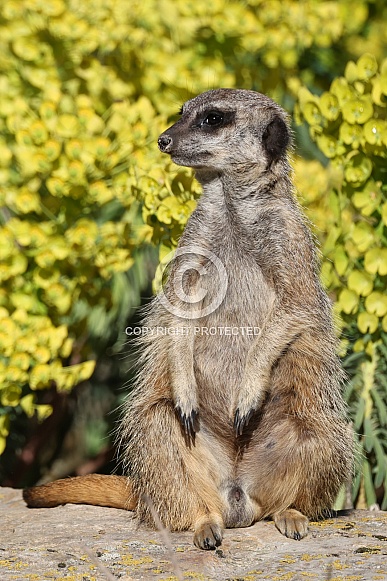 meerkats (Suricata suricatta)