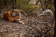 Beautiful tiger in the nature habitat. Tiger pose in amazing light. Wildlife scene with wild animal. Indian wildlife. Indian tiger. Panthera tigris tigris.