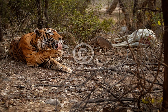 Beautiful tiger in the nature habitat. Tiger pose in amazing light. Wildlife scene with wild animal. Indian wildlife. Indian tiger. Panthera tigris tigris.