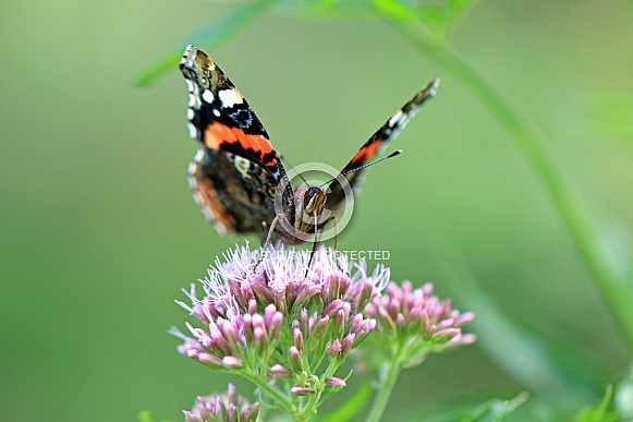 Red admiral (Vanessa atalanta) Red admiral (Vanessa atalanta)