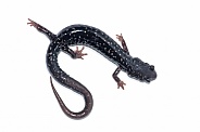 Northern Slimy Salamander