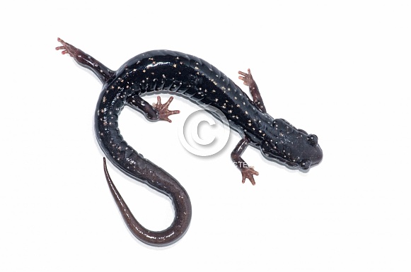 Northern Slimy Salamander