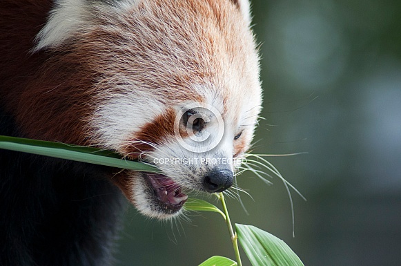 Red panda