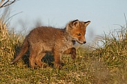 Red fox cubs in there natural habitat