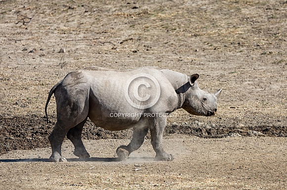 Black Rhino Calf