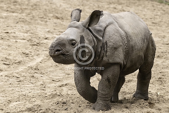 Greater One Horned Rhino Calf Full Body