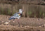 Southern Lapwing by a Pond