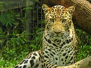 Javan Leopard