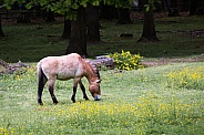 Przewalski horse