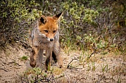 Young red fox pup