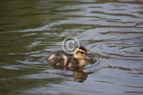 Mallard Duckling
