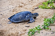 Galapagos Green Sea Turtle (Female)
