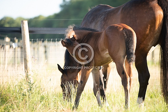 Bay Mare and filly Foal