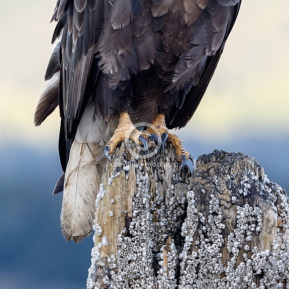 Bald Eagle Claws