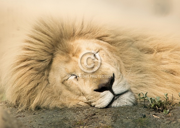 White Lion